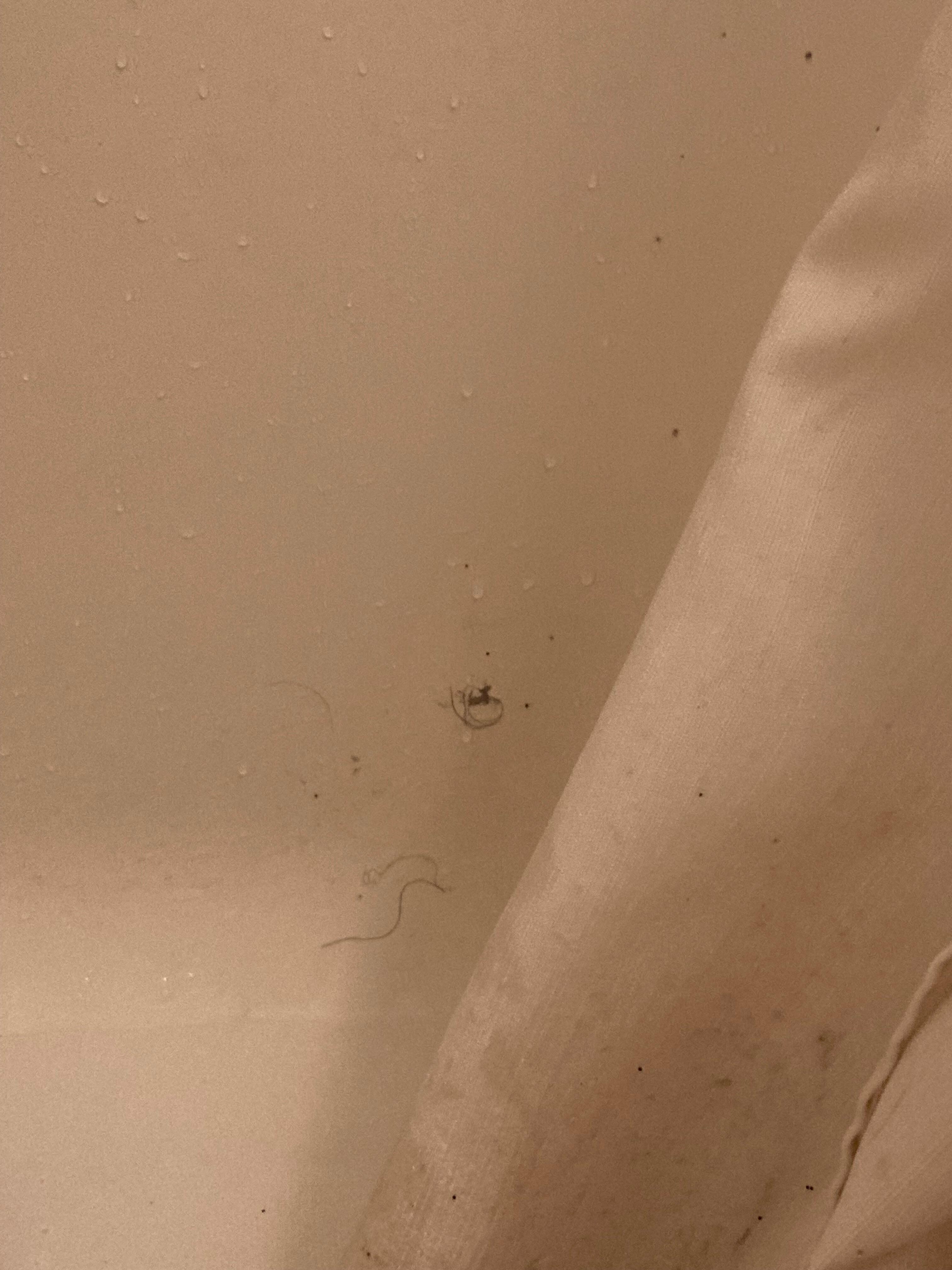 Hair in shower