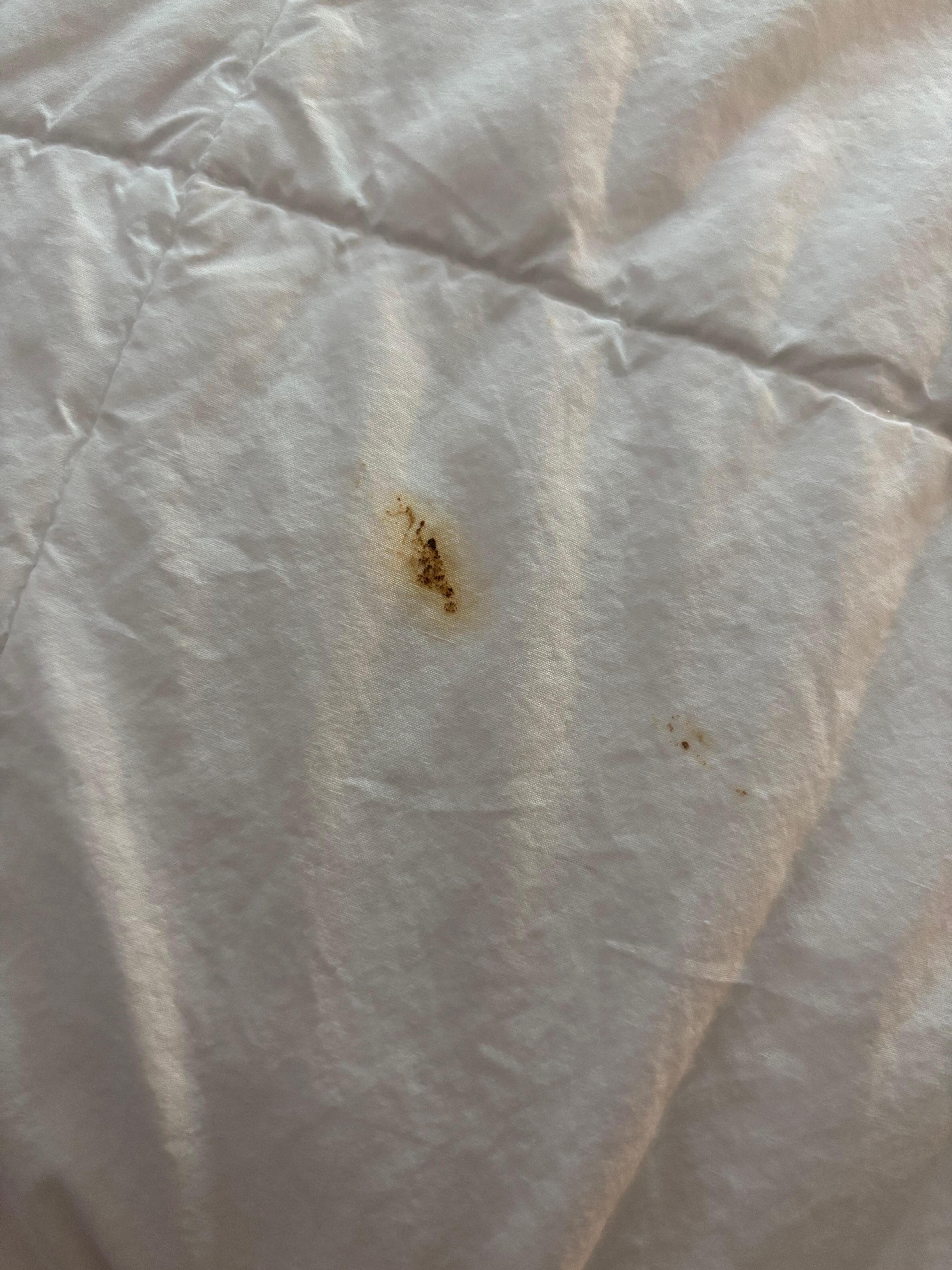 Feces on duvet