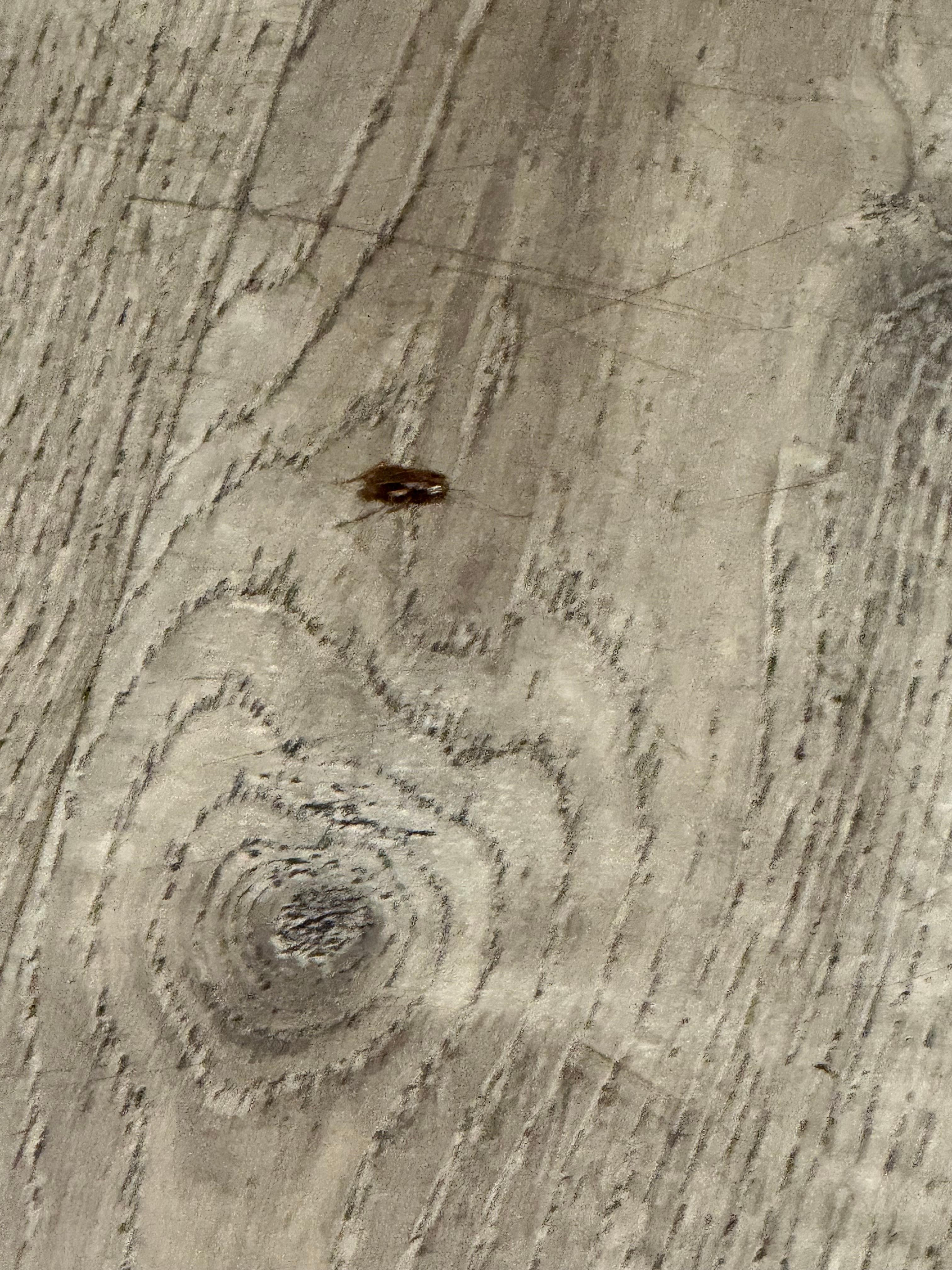 Had to kill a roach in the room