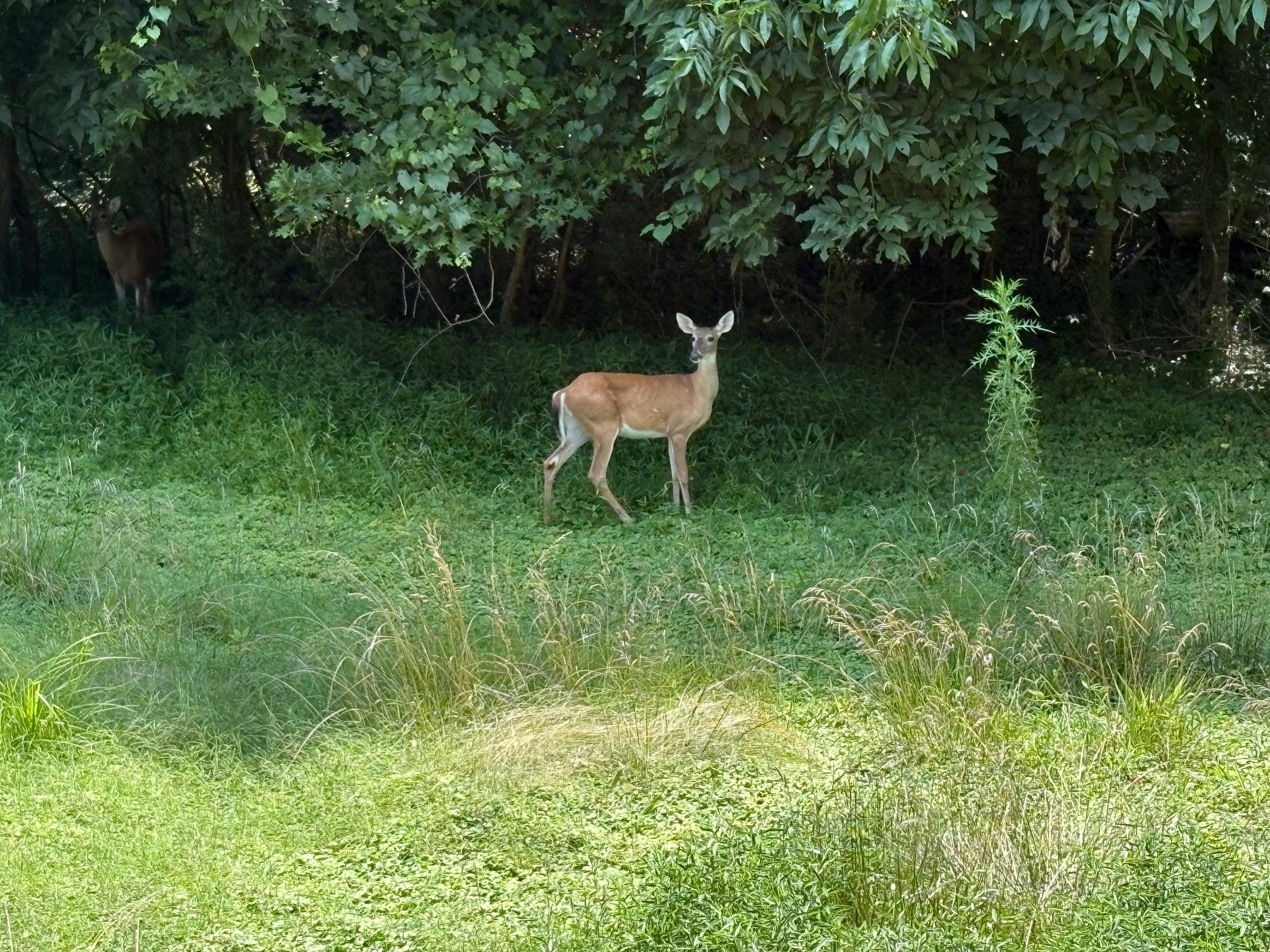 The deer were grazing in the backyard