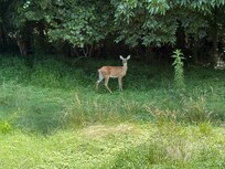 The deer were grazing in the backyard