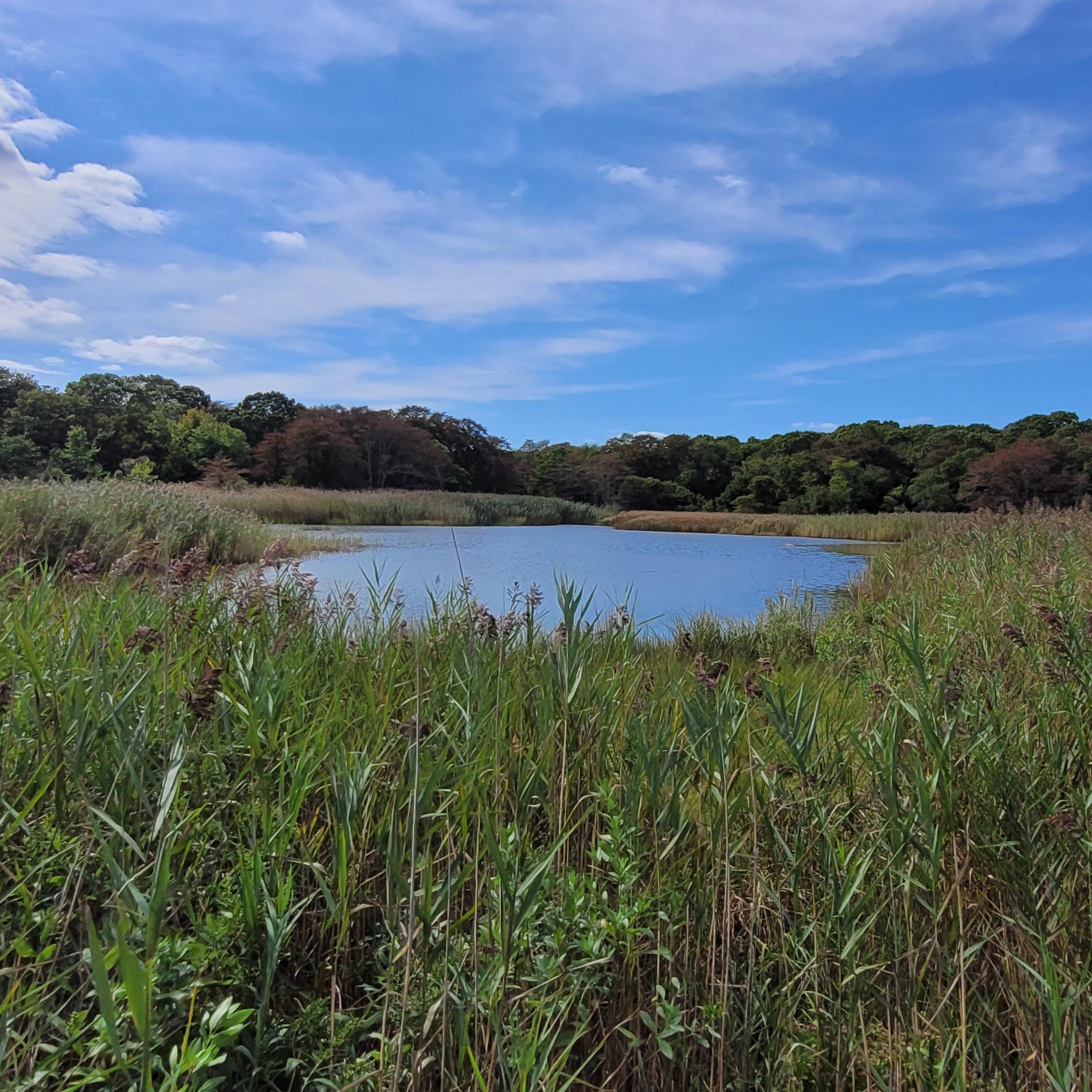 Allens pond wildlife sanctuary