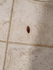 One of the cockroaches that was found in the bedroom. It was still alive at the time of the picture.