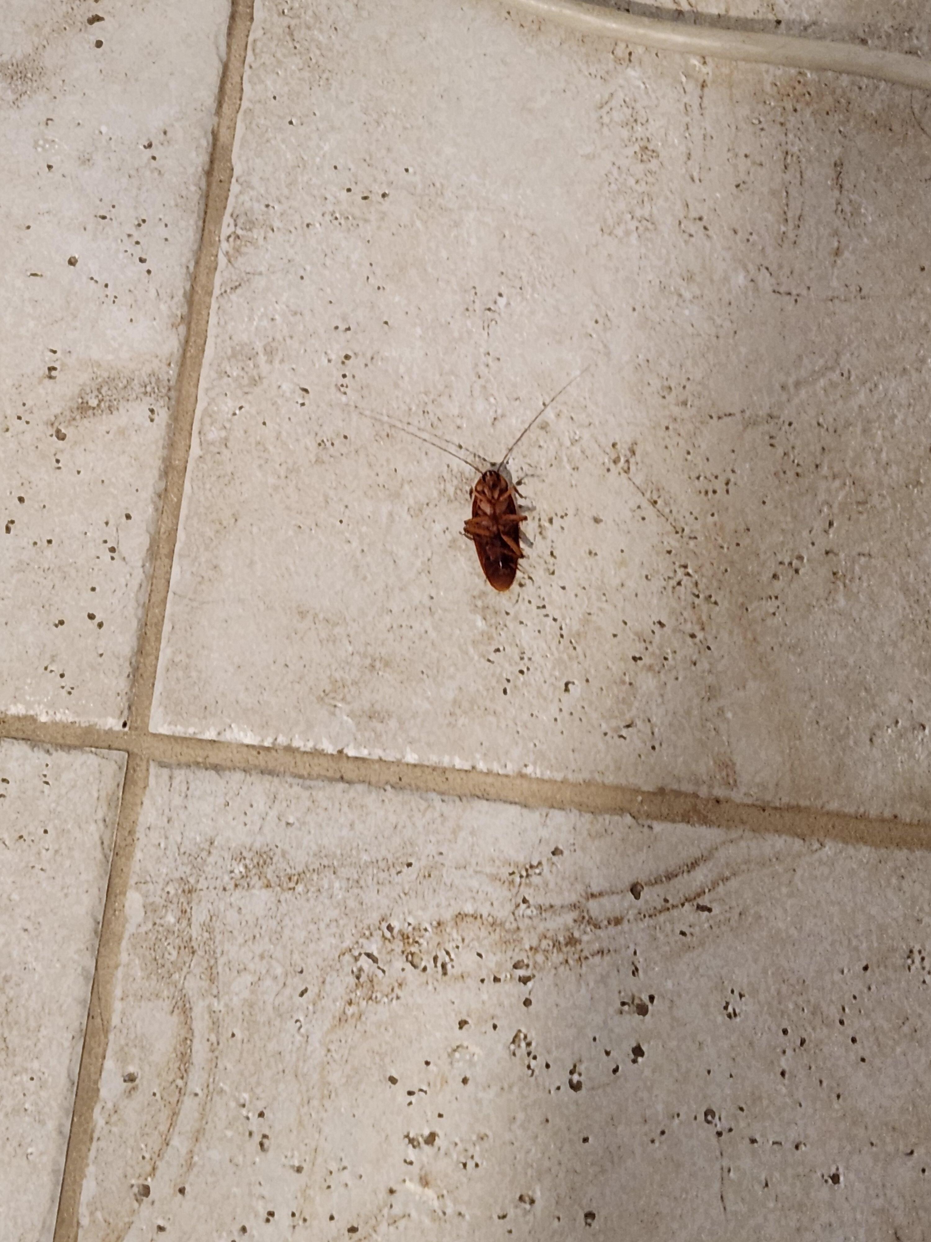 One of the cockroaches that was found in the bedroom. It was still alive at the time of the picture.