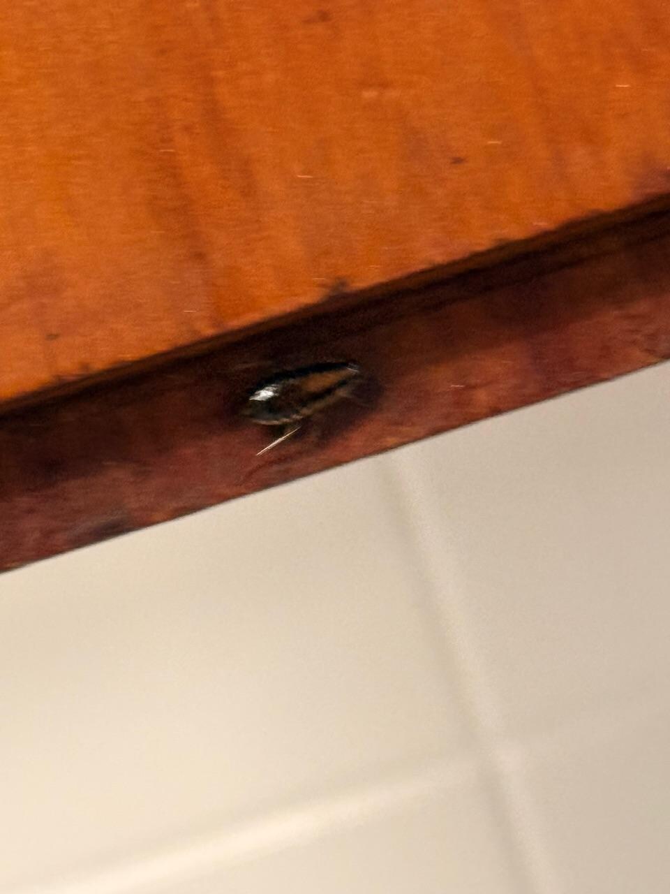Roaches