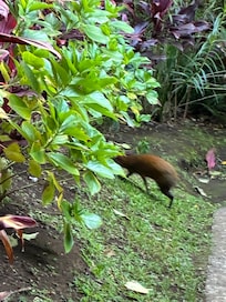 Saw this guy on the property