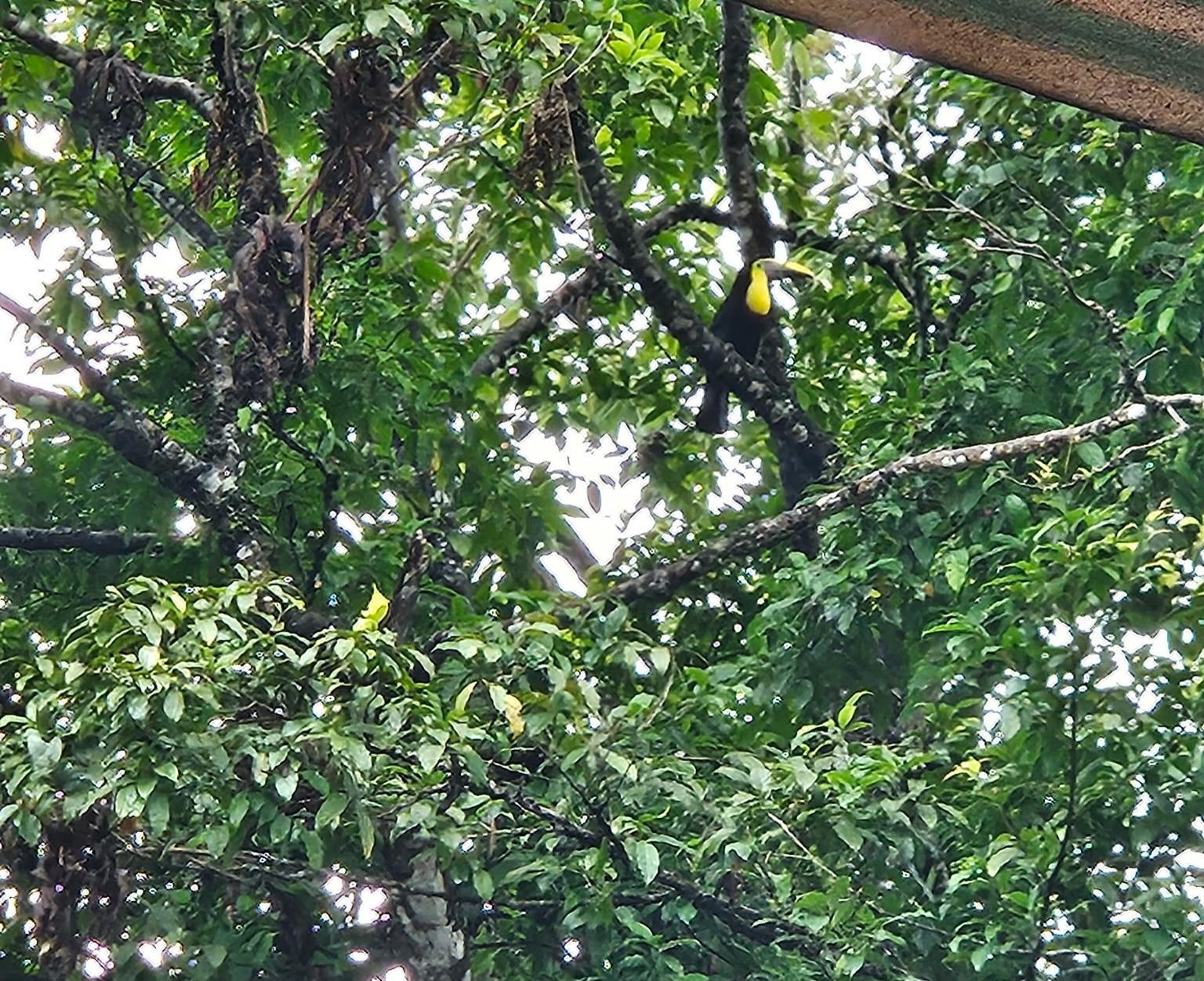 Yellow-throated Toucan 