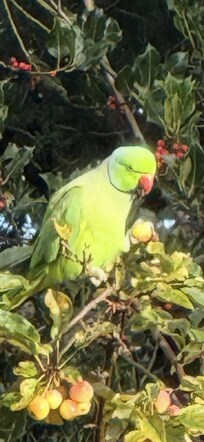 Bird in tree on property