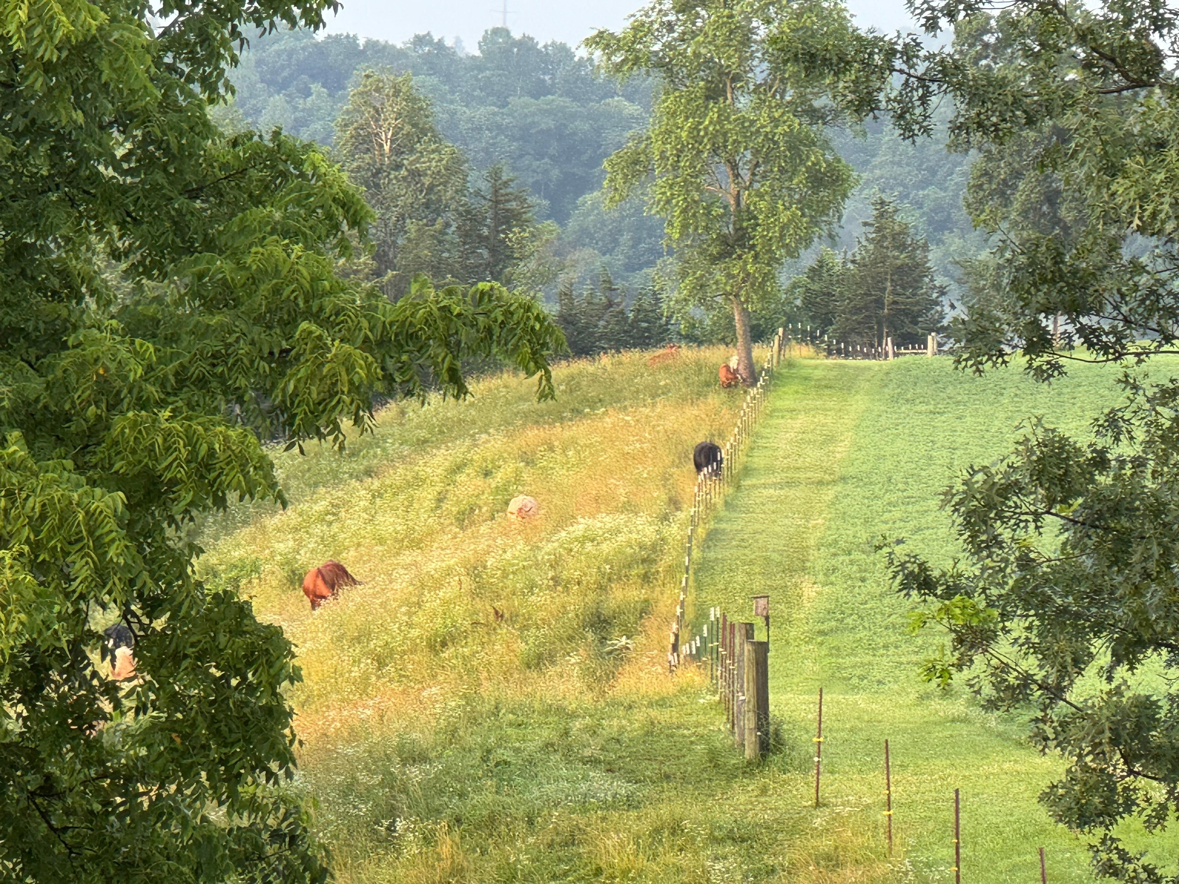 Wandering herds and cow bells heard