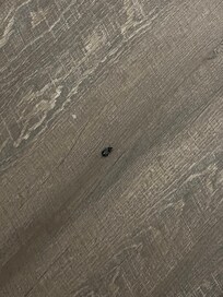 A roach I killed