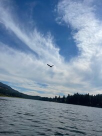 Bald eagle flying over the water