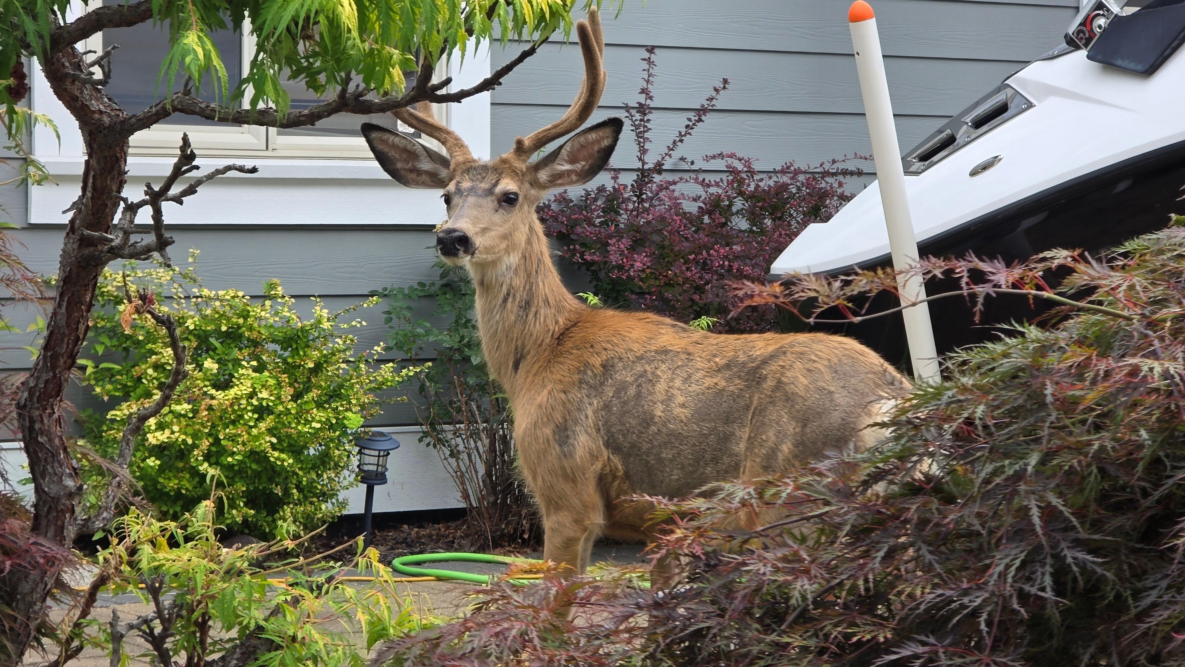 A lot of deer sightings around the property 