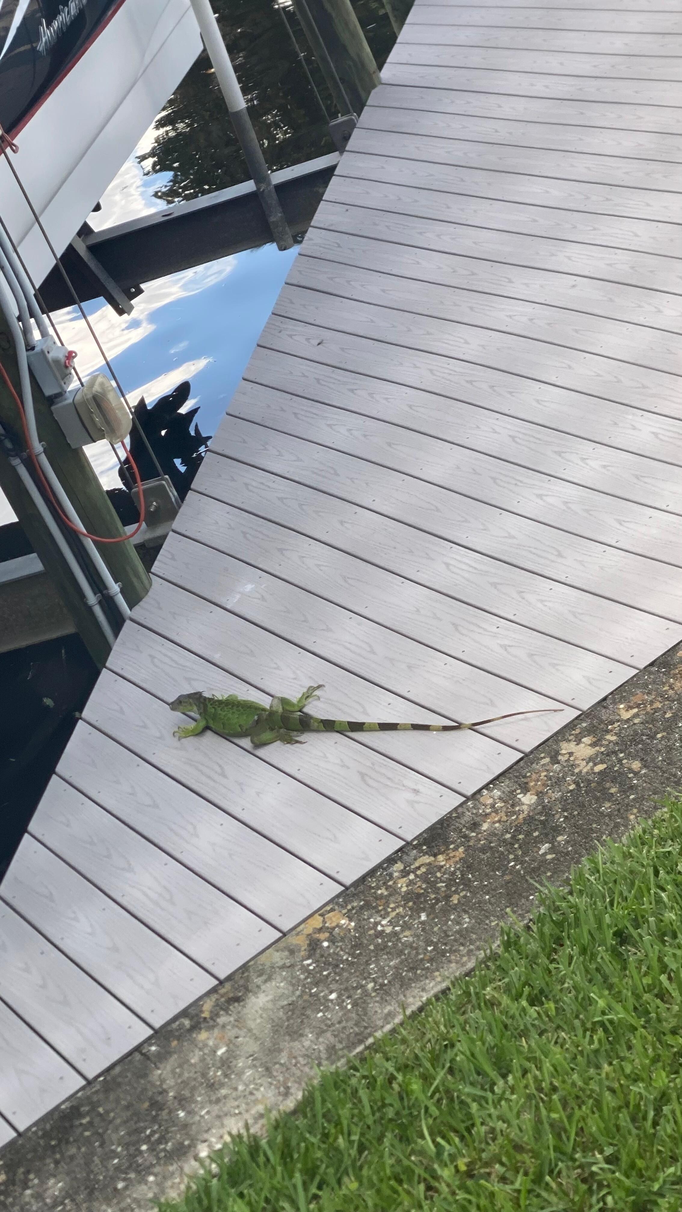 Several Iguanas were often seen sun bathing on the back dock! Very cool to see!