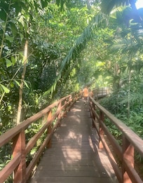 Canopy walk
