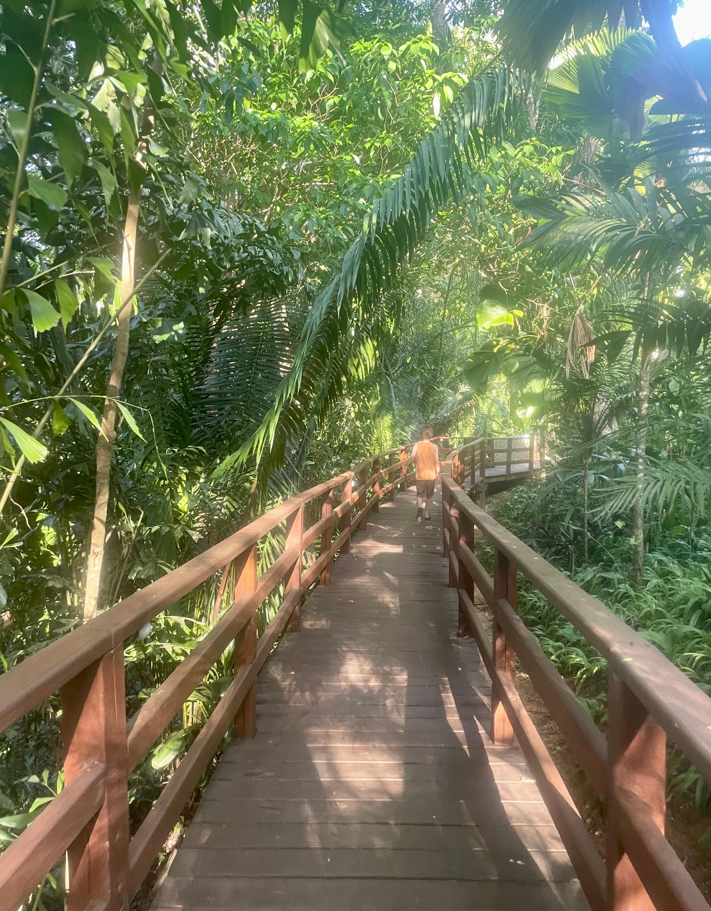 Canopy walk 