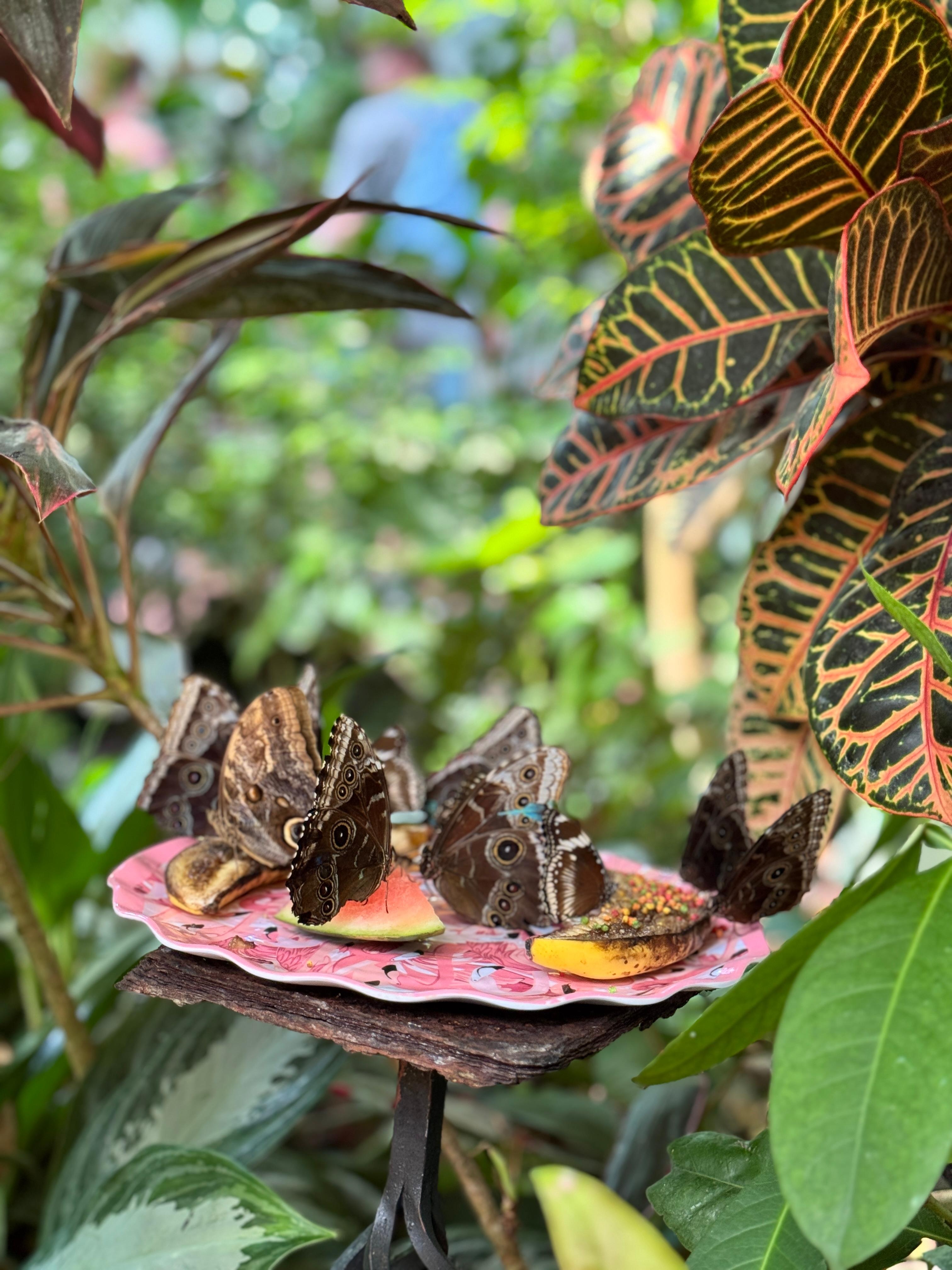 Butterfly Conservatory 