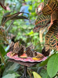 Butterfly Conservatory