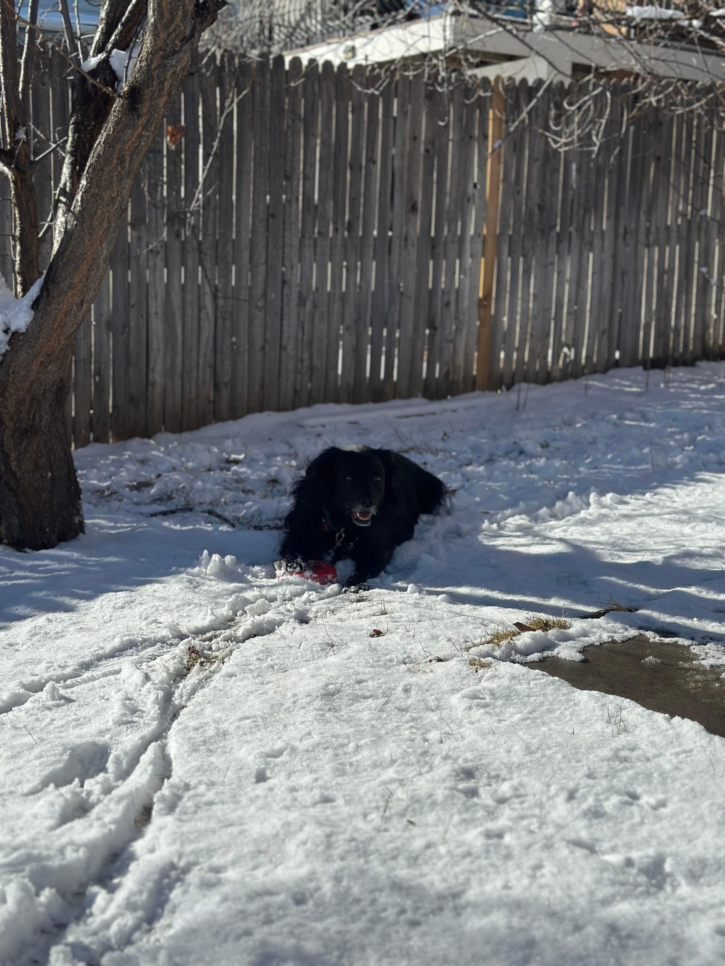 Our dog loved the yard and we felt confident and comfortable keeping her there while we enjoyed the town. 