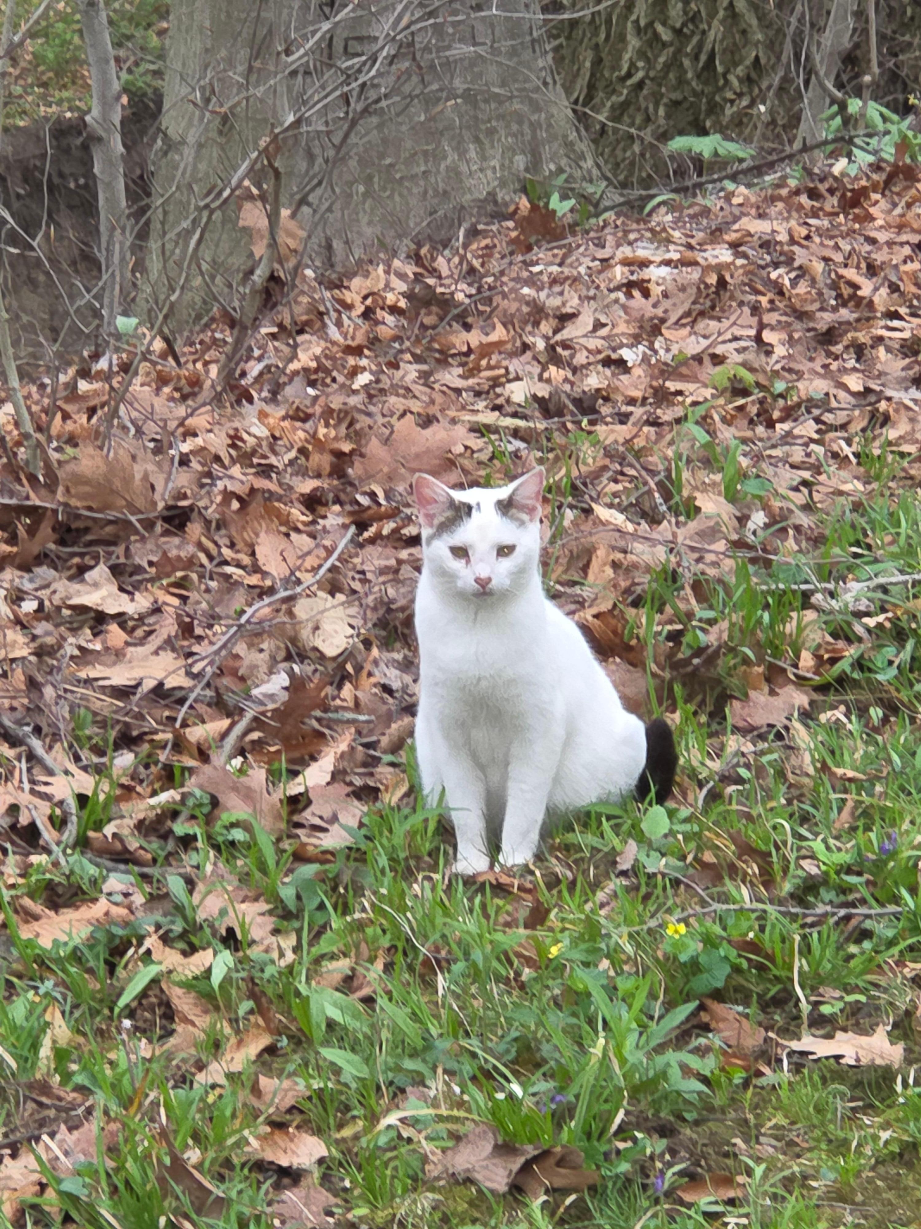 Kitty visitor, she's going to have babies soon. 