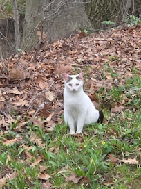 Kitty visitor, she's going to have babies soon.