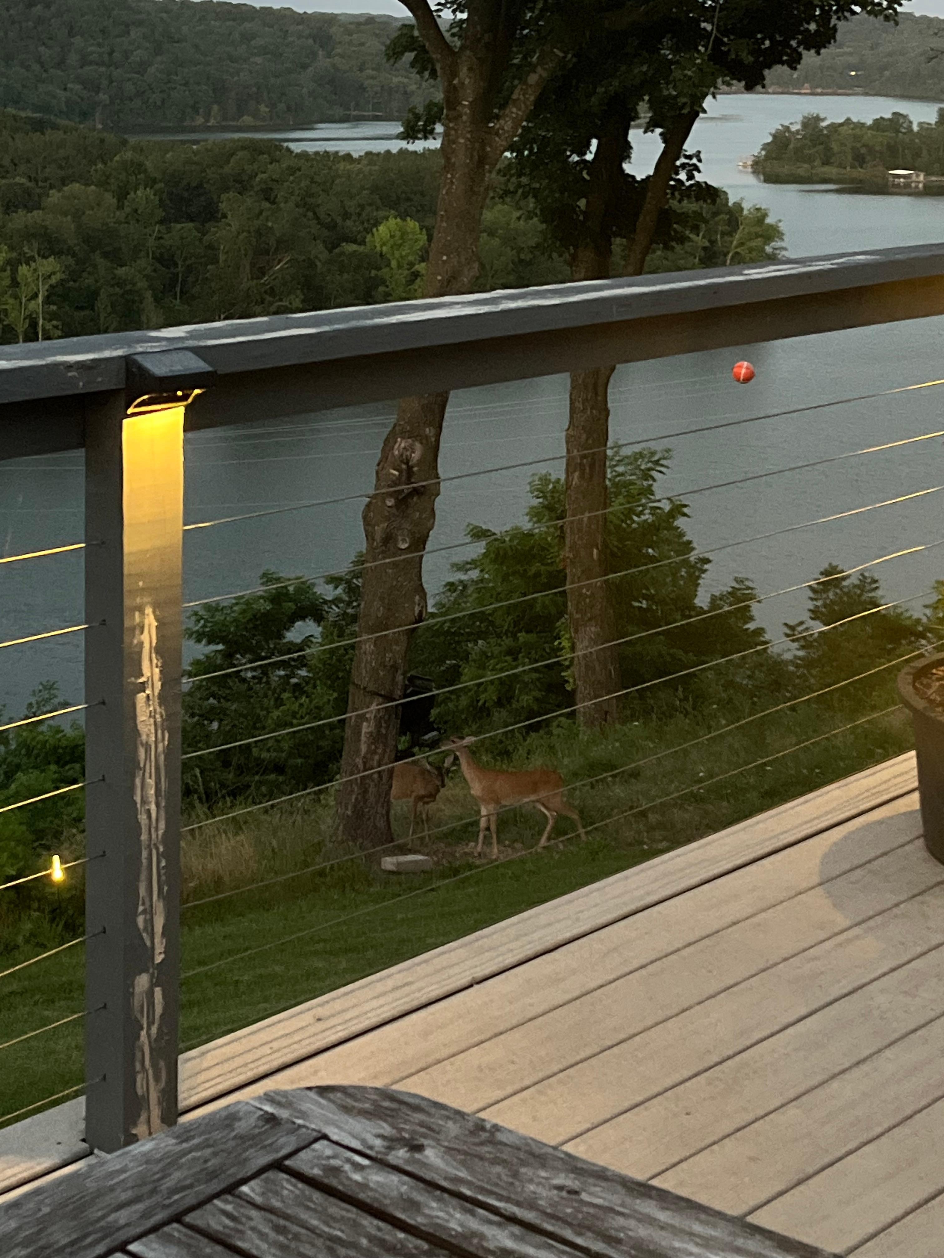 The deer were out every evening.