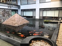 鯉が綺麗な足湯。鯉の赤ちゃんの紹介もあり