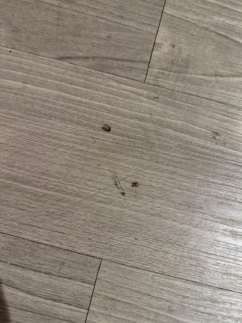 In a panic, we immediately stepped on the roach- here are the remains. 