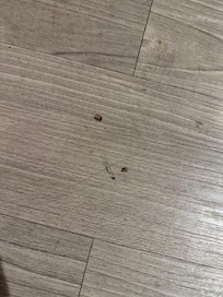 In a panic, we immediately stepped on the roach- here are the remains.