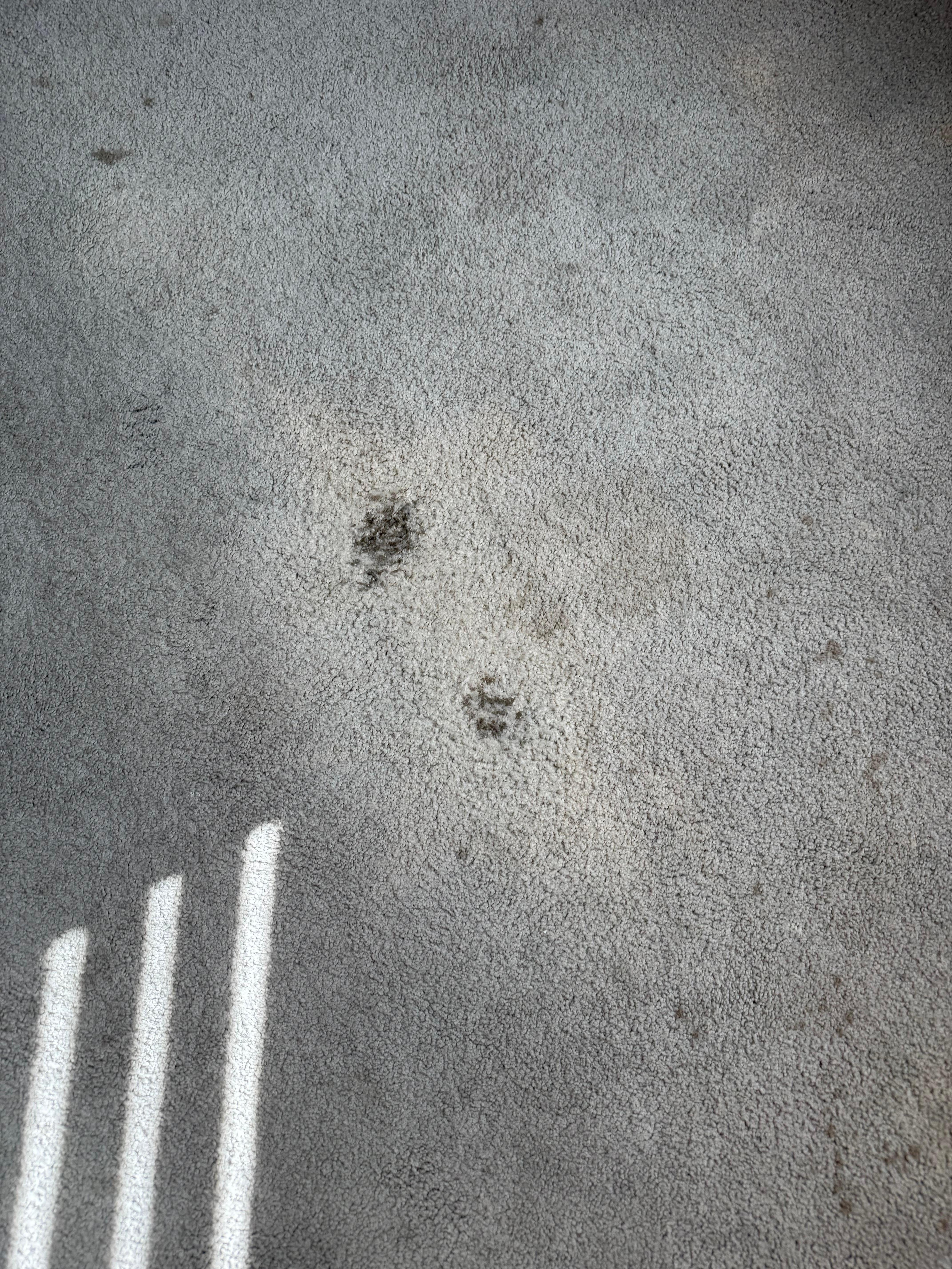 Close up on some of the spots with something that looked like gum ground into the carpet
