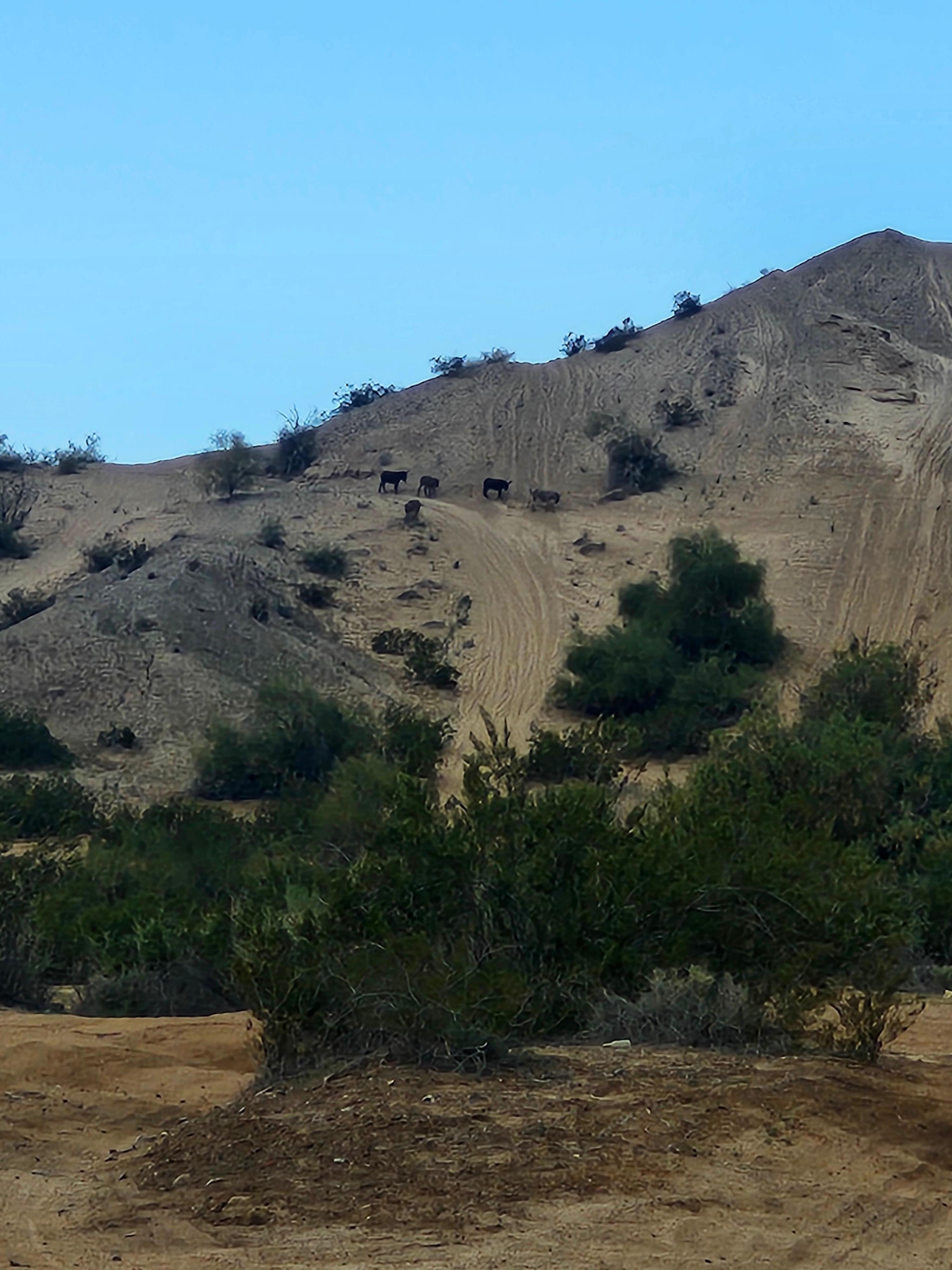 We saw donkeys on a drive south to cross the dam.