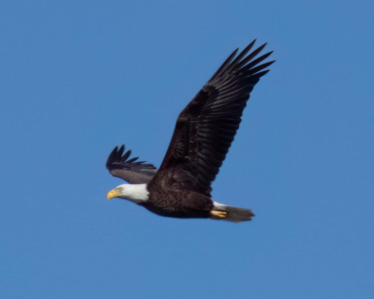 Bald eagle photo taken from the balcony