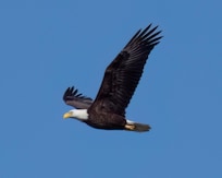 Bald eagle photo taken from the balcony
