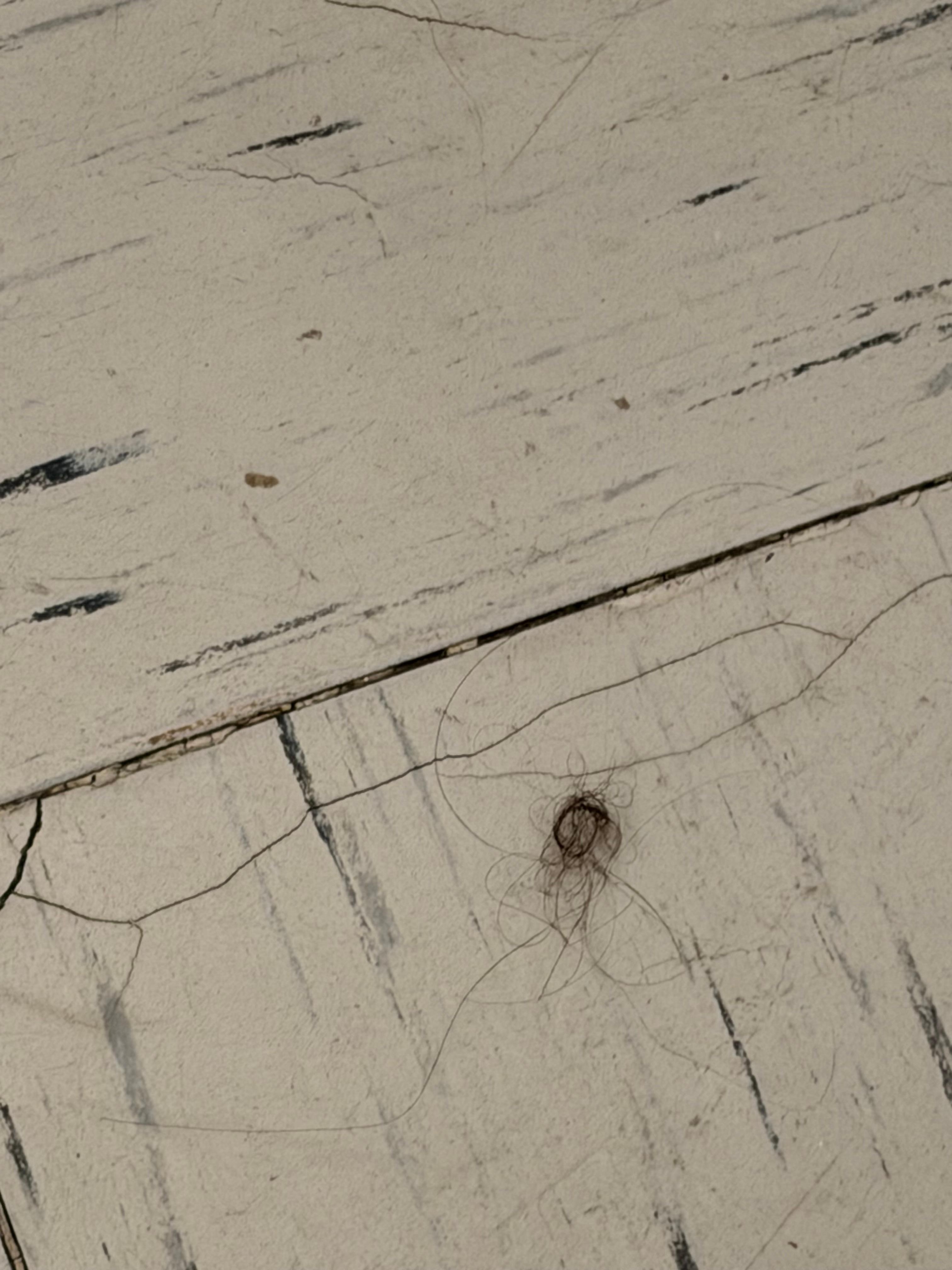 Lack of cleanliness in rug and floor areas. Very run down and dirty.