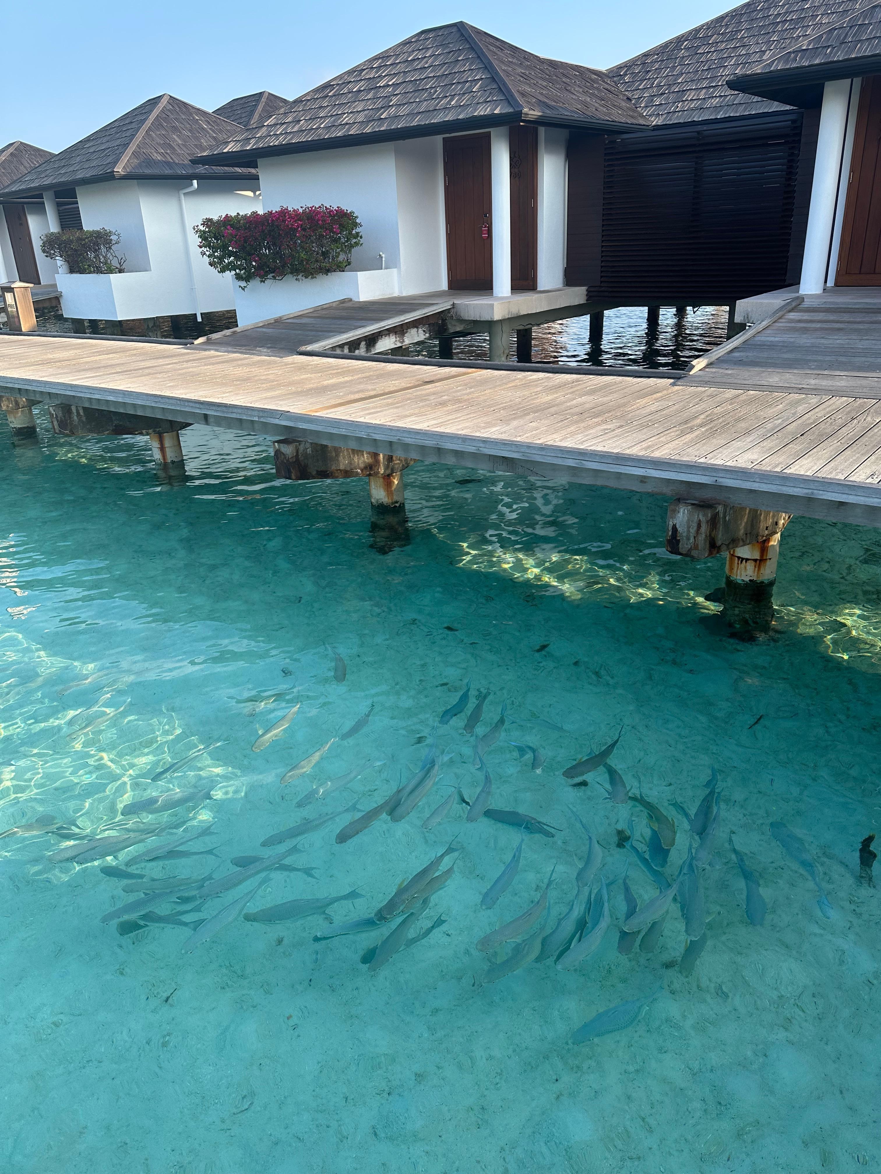 Fishes galore, water was only thigh deep!