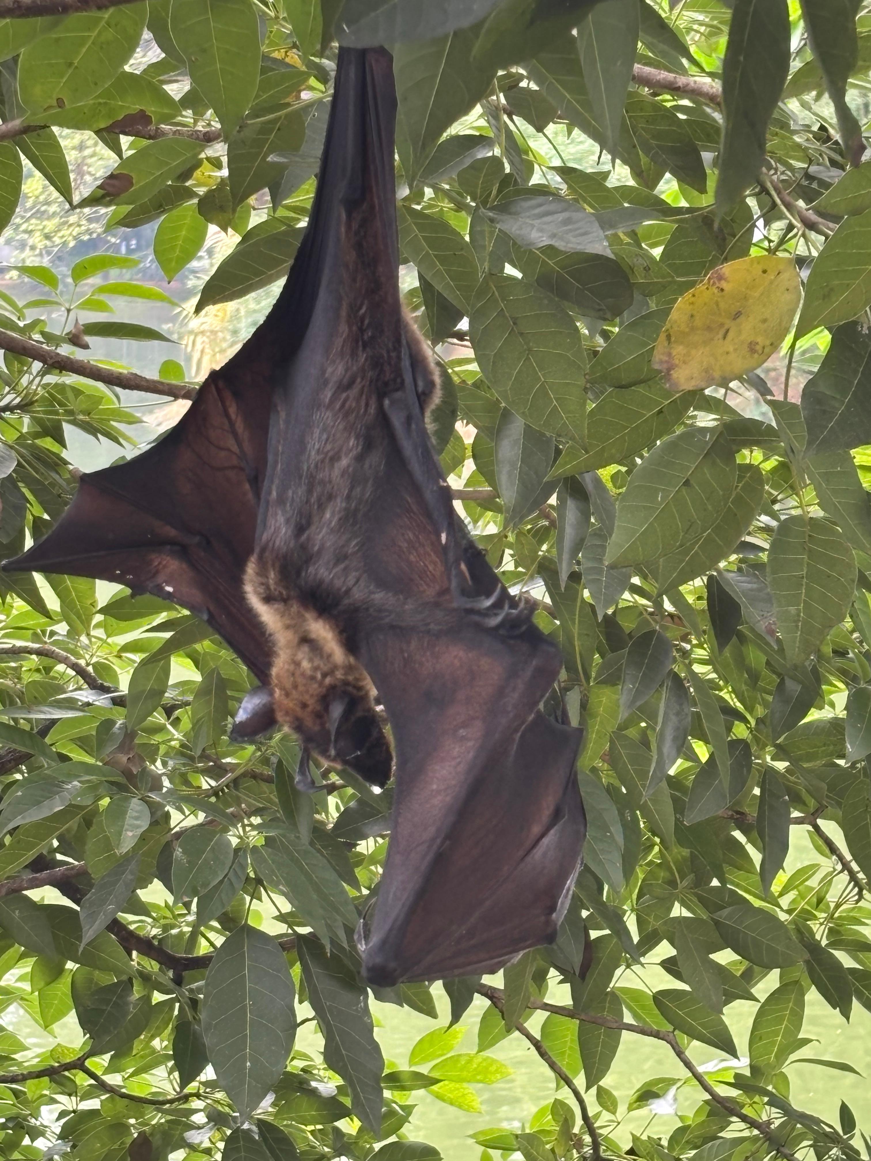 Roosting Bat Kandy Lake