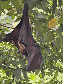Roosting Bat Kandy Lake
