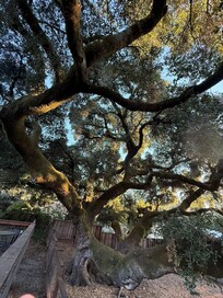 The heritage oak tree is amazing.