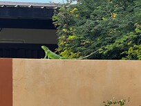 Backyard friend