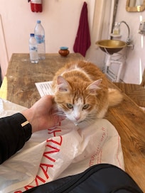Chat résident