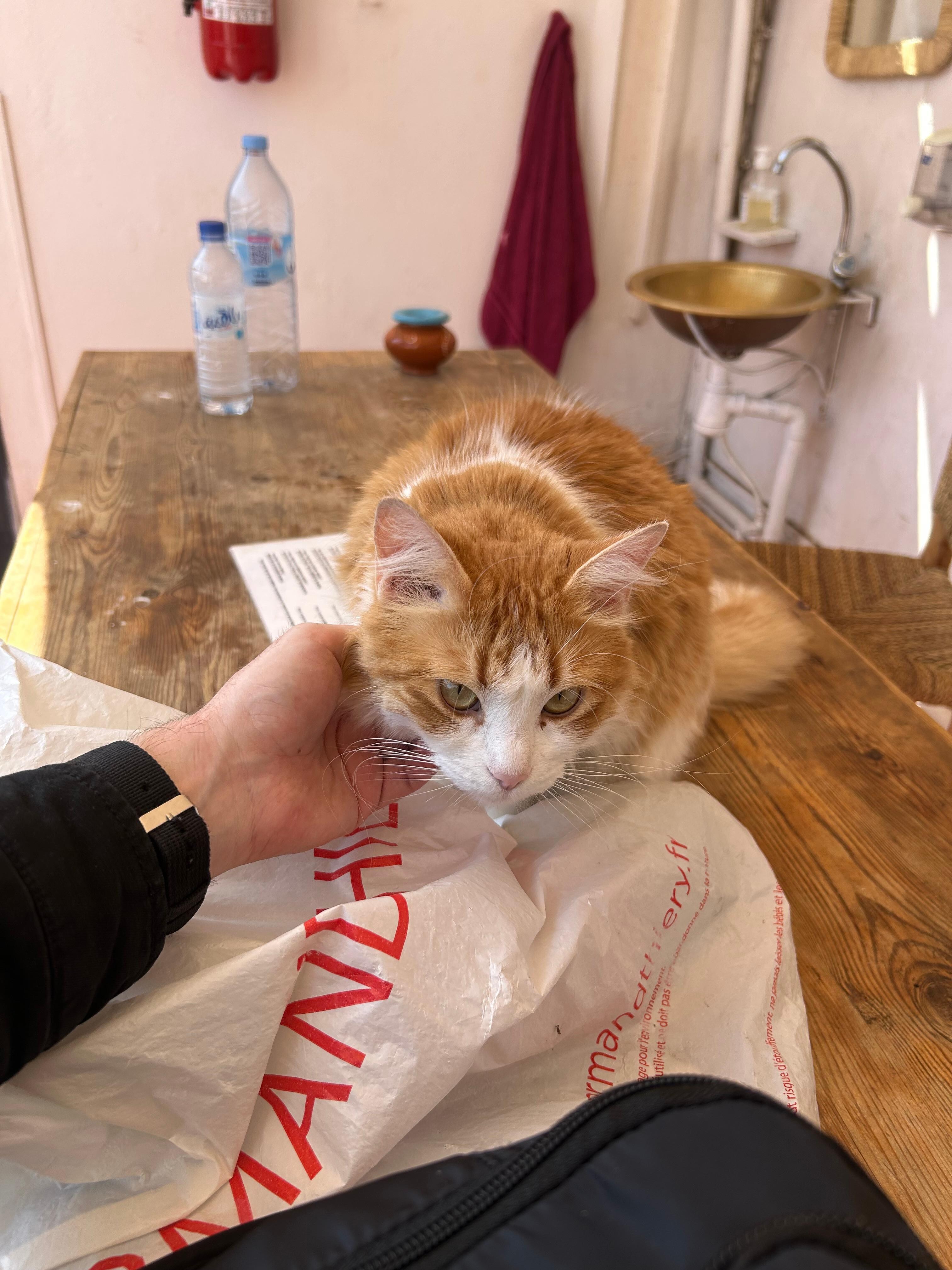 Chat résident 