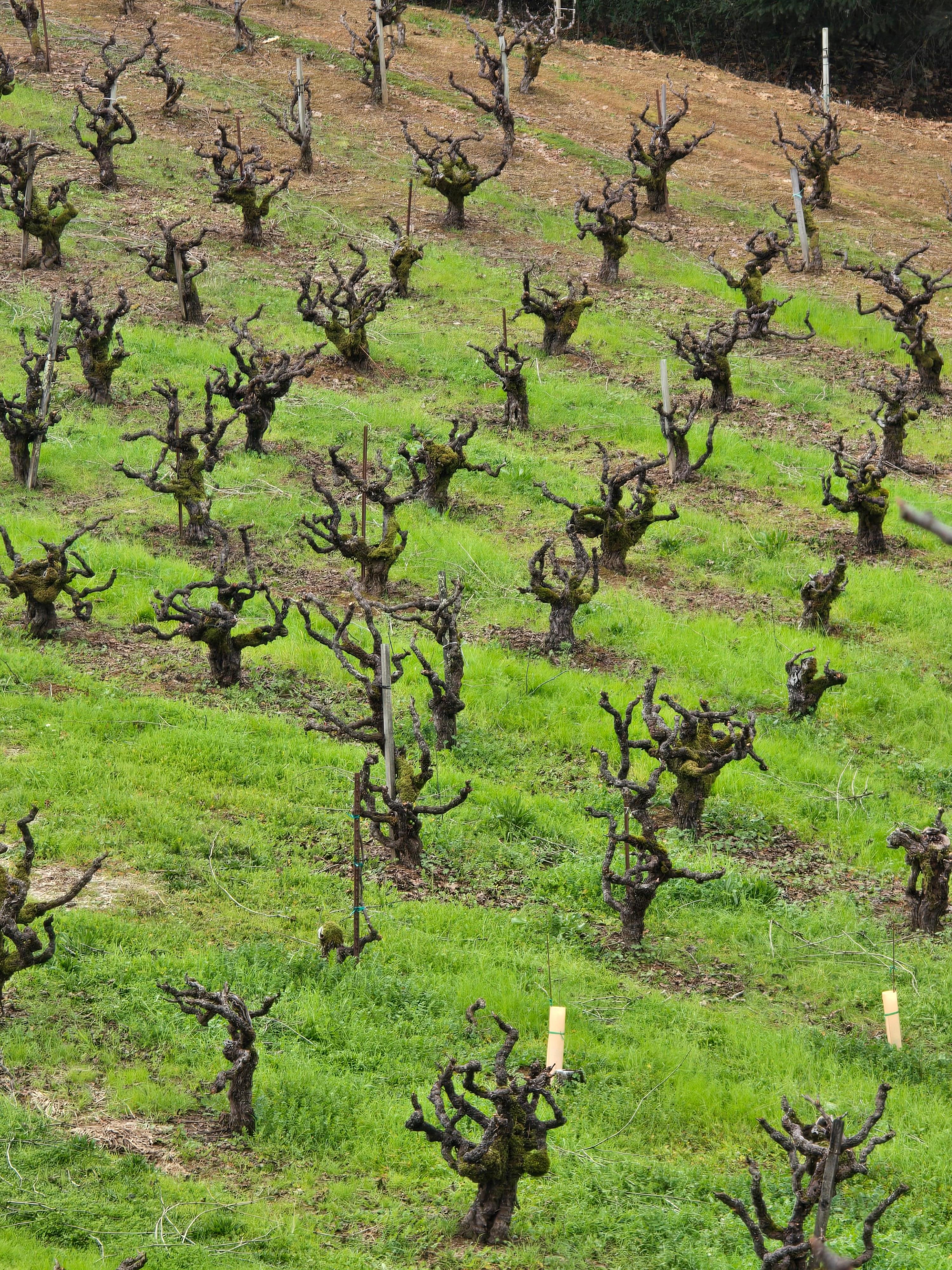certified historic vineyard
