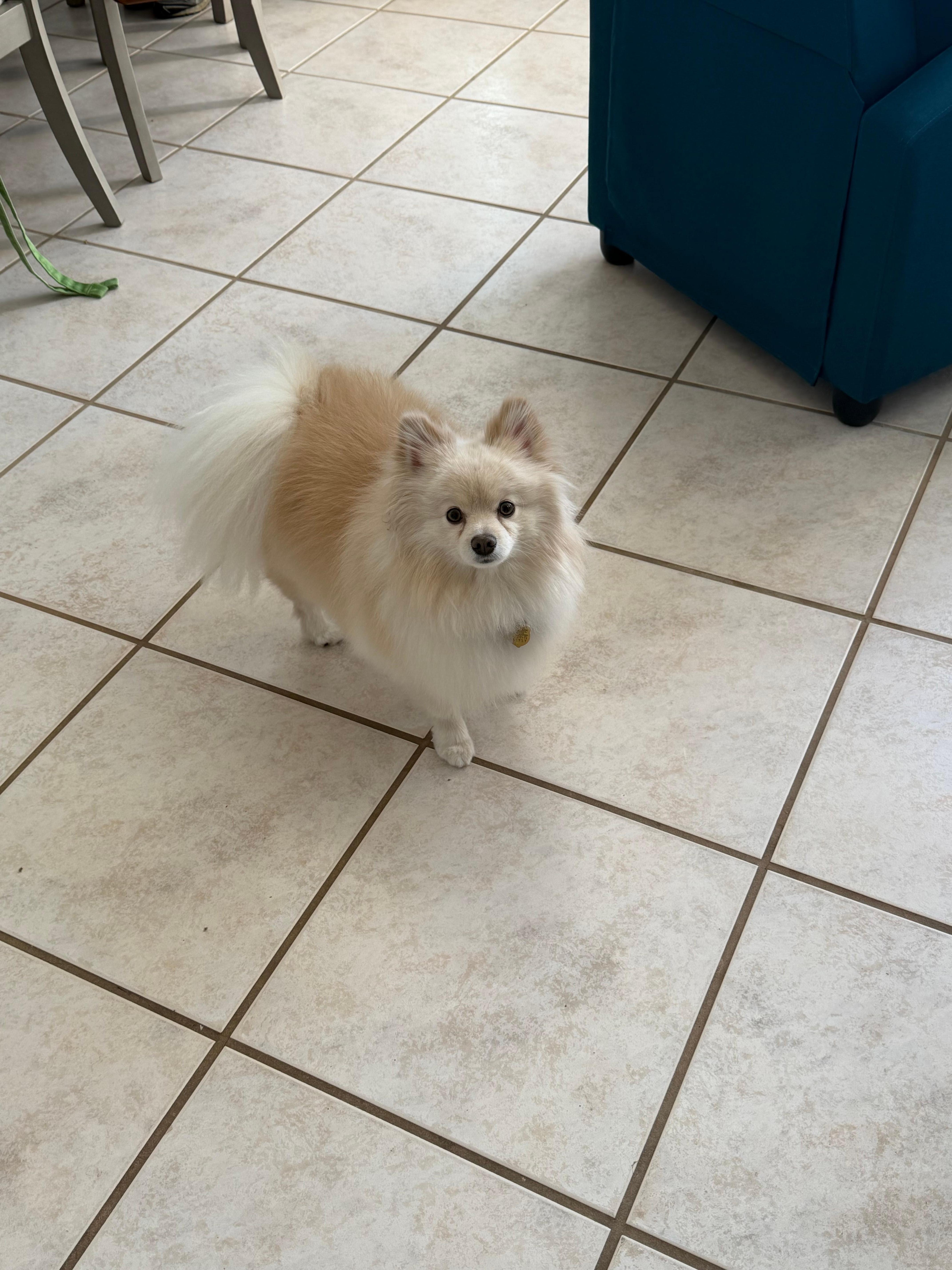 Our sweet Sketter pup loved the beach & watching the pelicans & gulls 