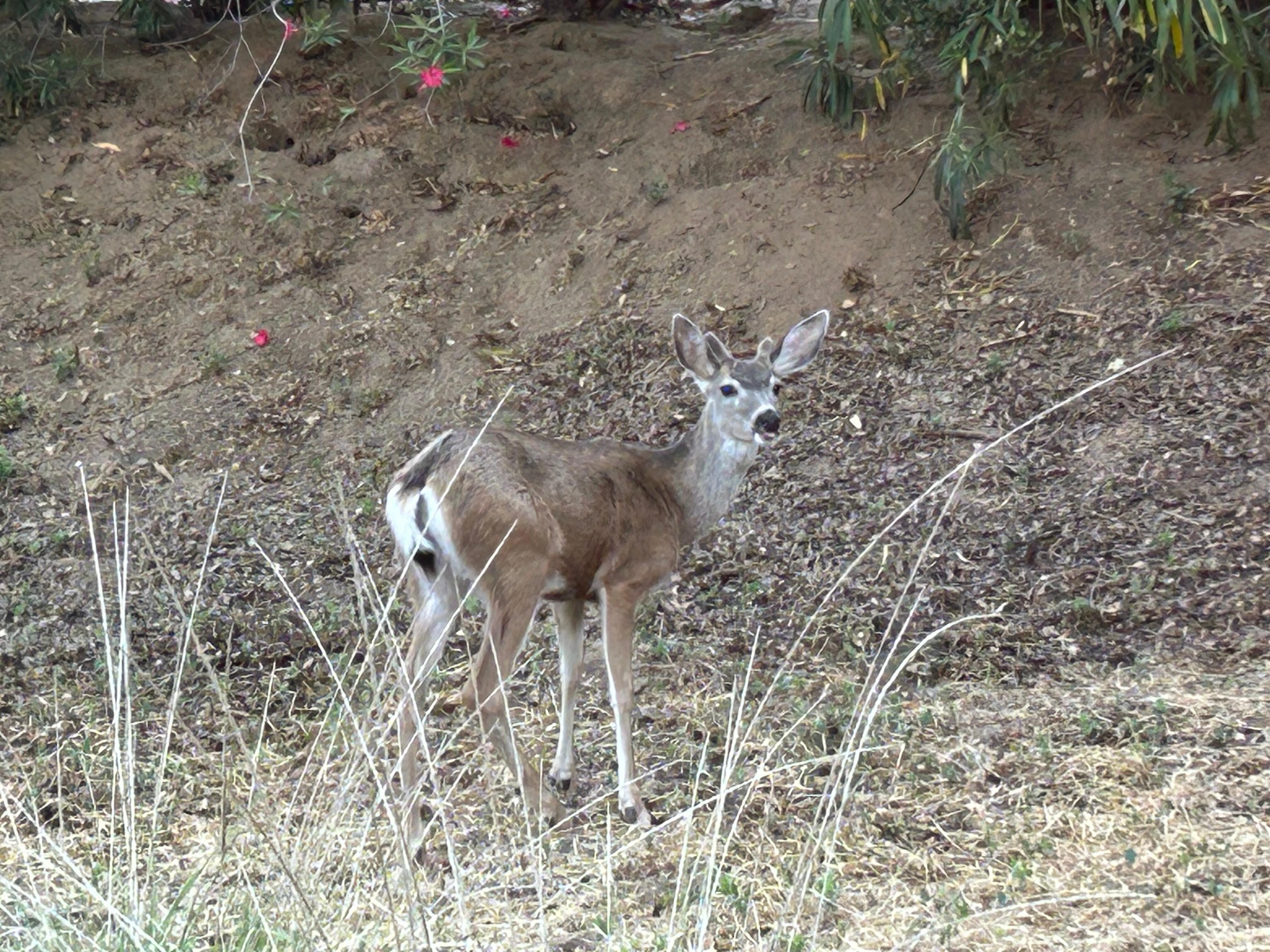 Morning visitor 