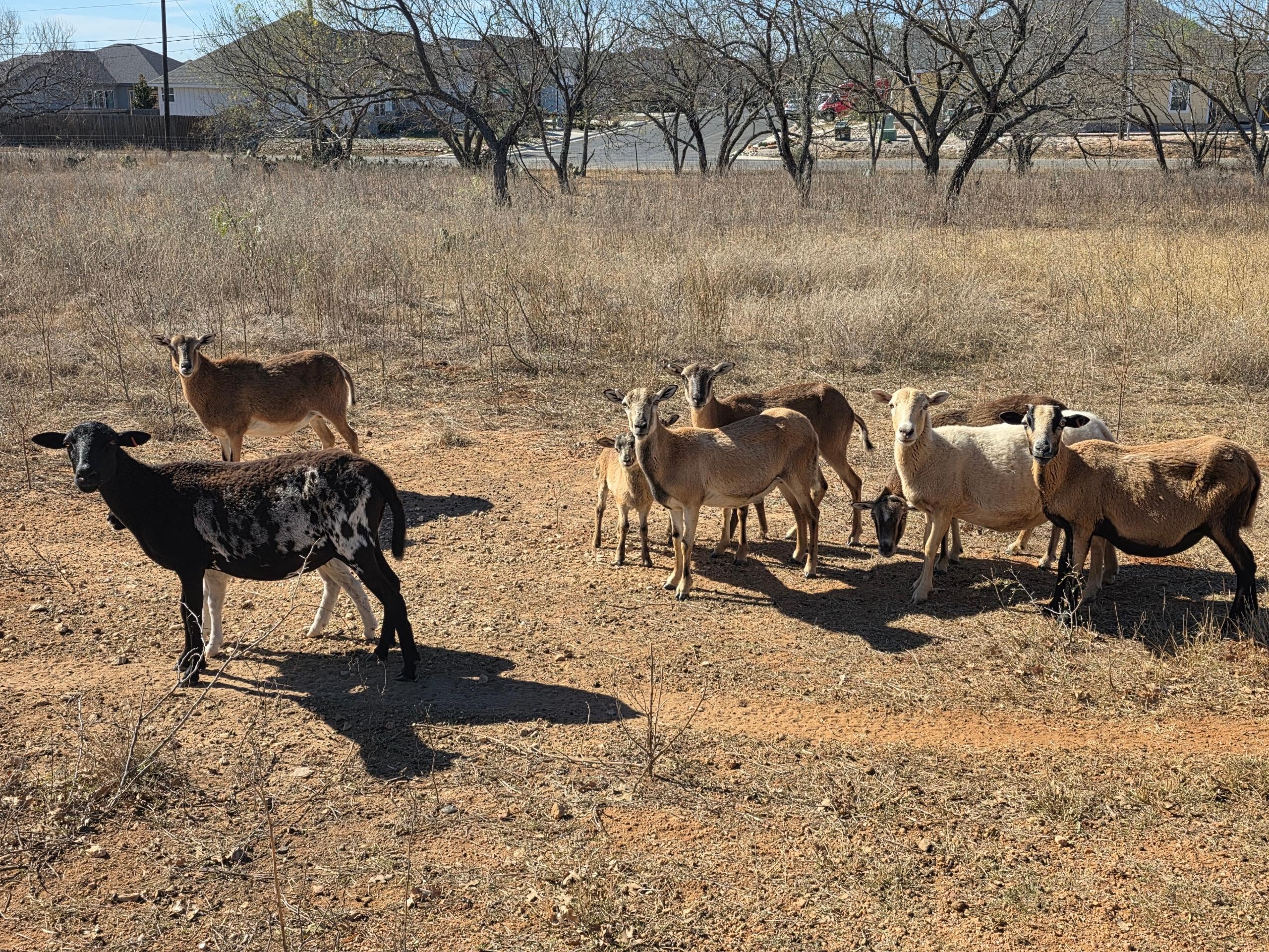 Cute little goats on the property.