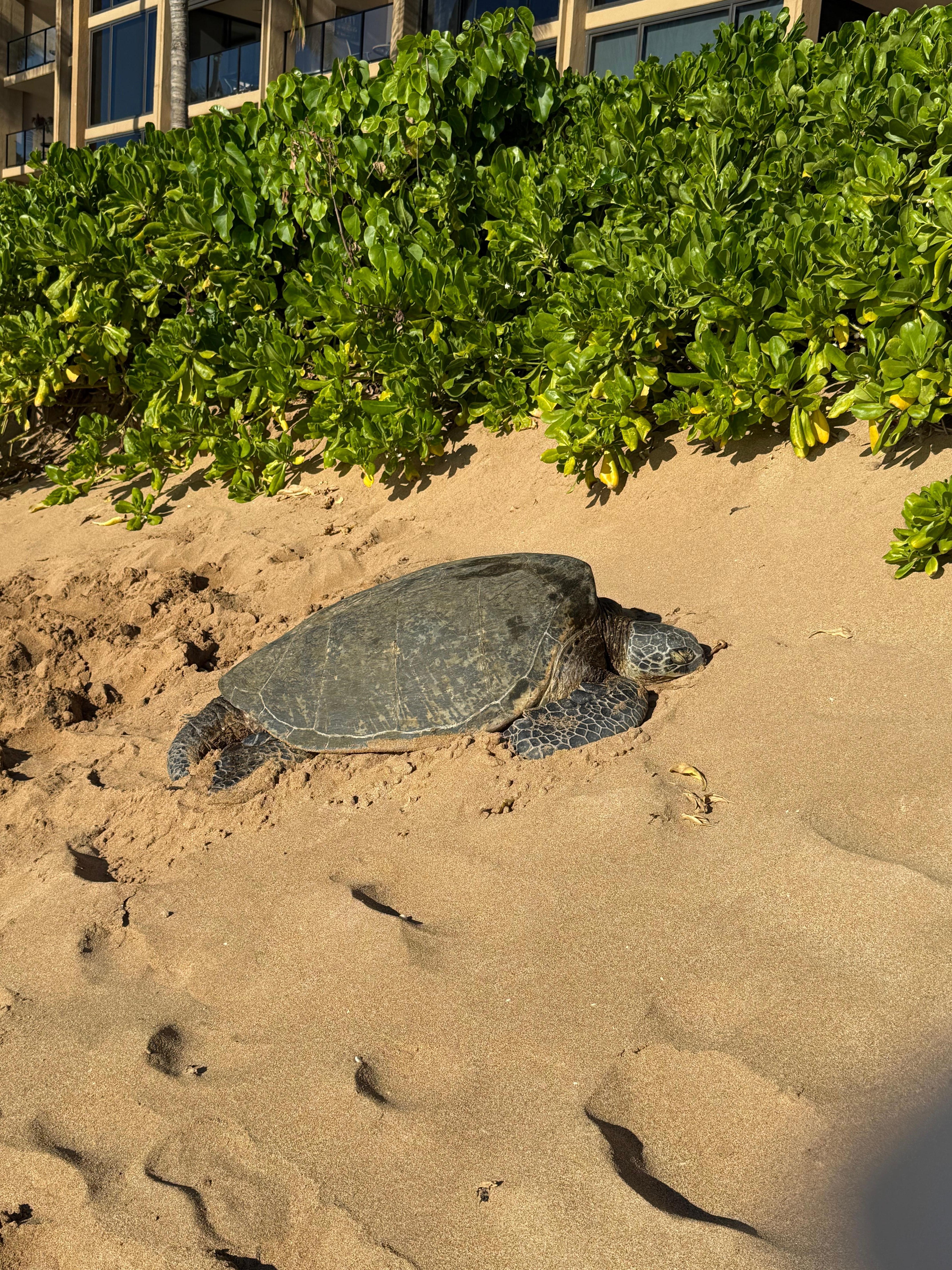 One of the many turtles that took a sunny nap right in front of condo on the beach. 