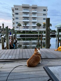 Our corgi enjoying the dock.