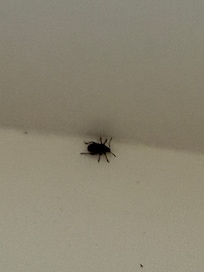 Weevel beetles infestation in the house, especially bathroom