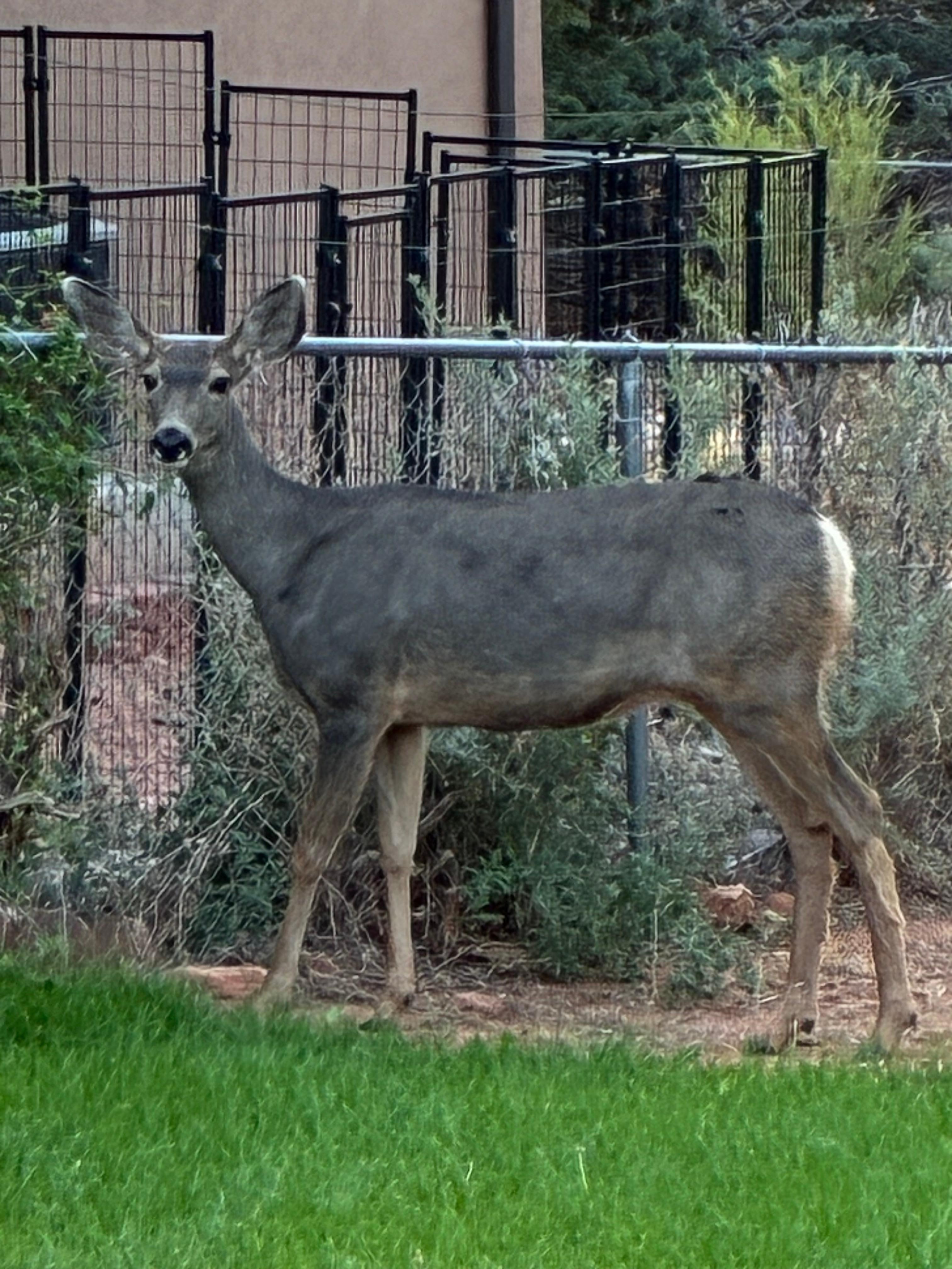 We had an official greeter in the back yard.