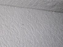 Cockroaches