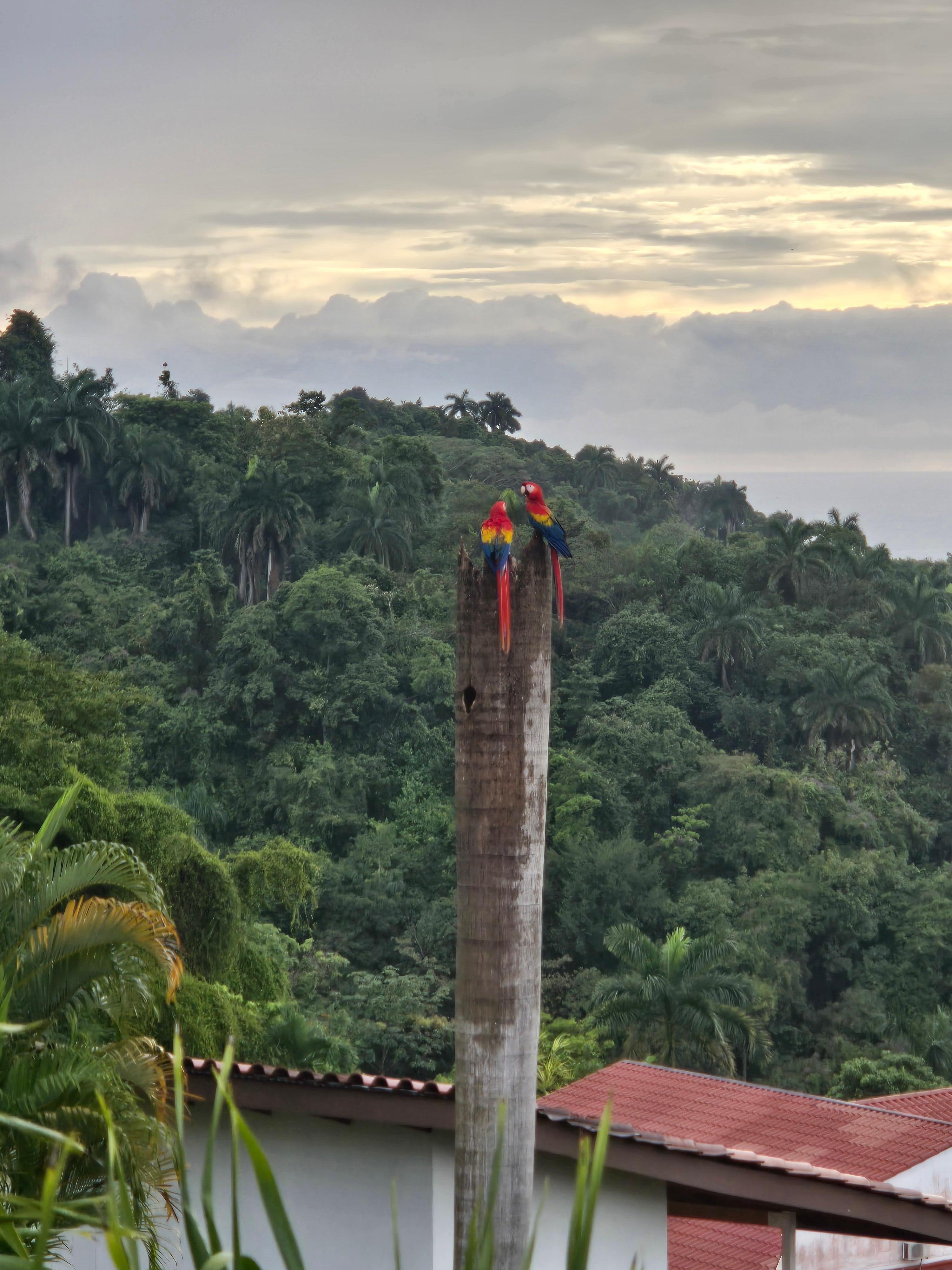 Macaws hanging out at a nest near the house